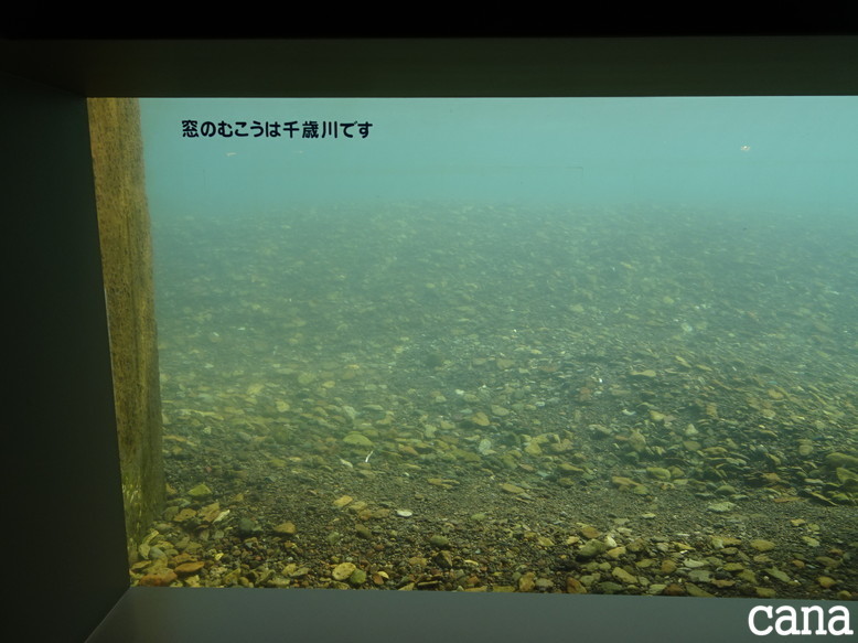 北海道旅行1日目(50).jpg